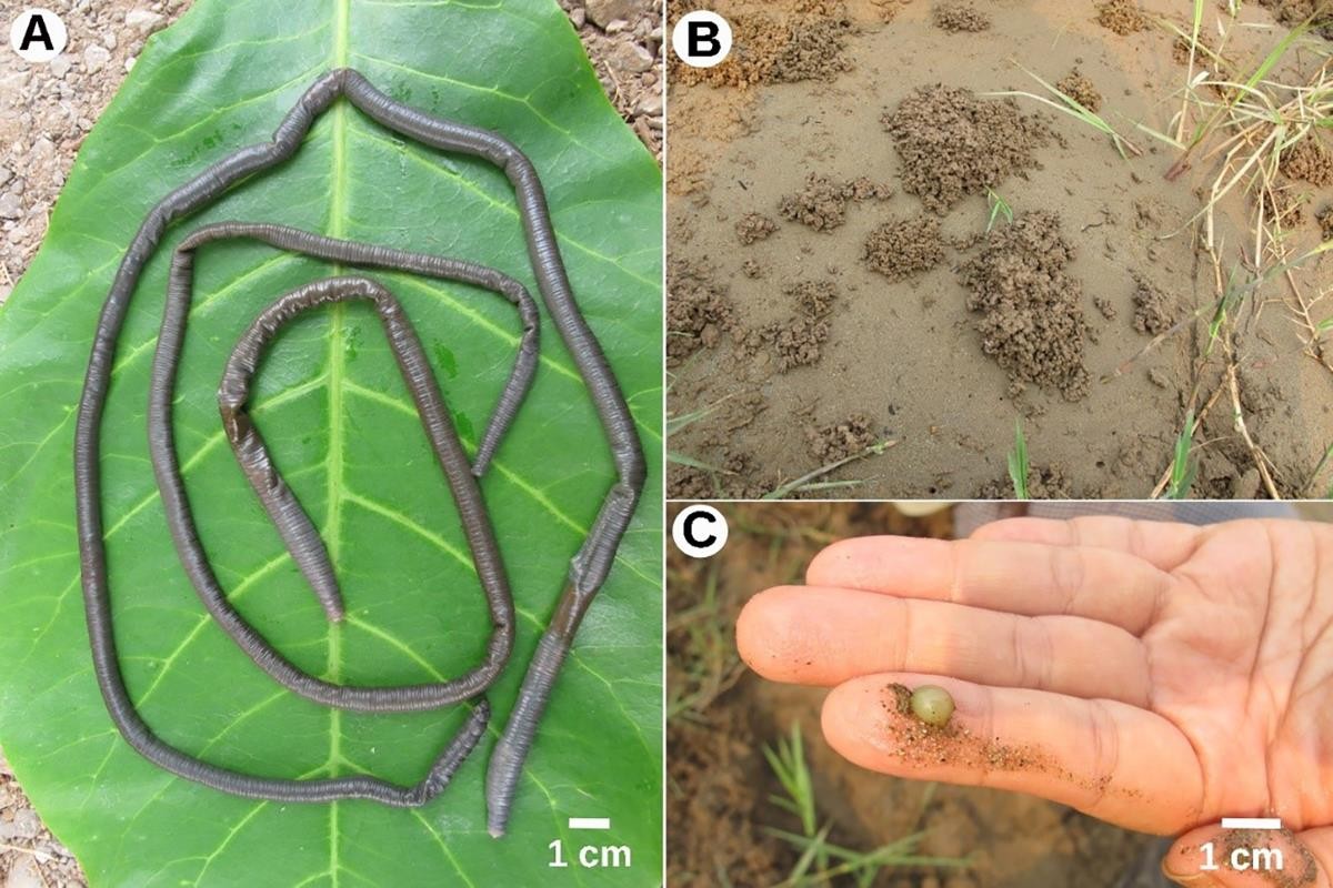 Nalezený nový druh žížaly na břehu řeky Mekong v Chiang Rai