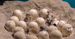Naleźność niezwykłego odkrycia w jaju dinozaura bez embrionu