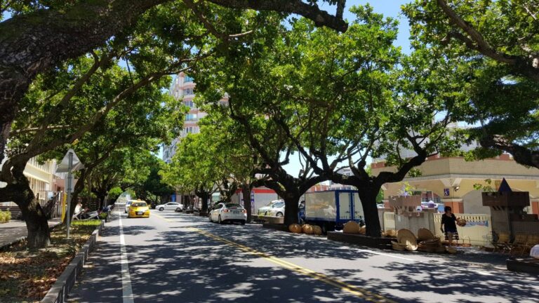 Nejstarší stromy v okrese Hualien a jejich ochrana