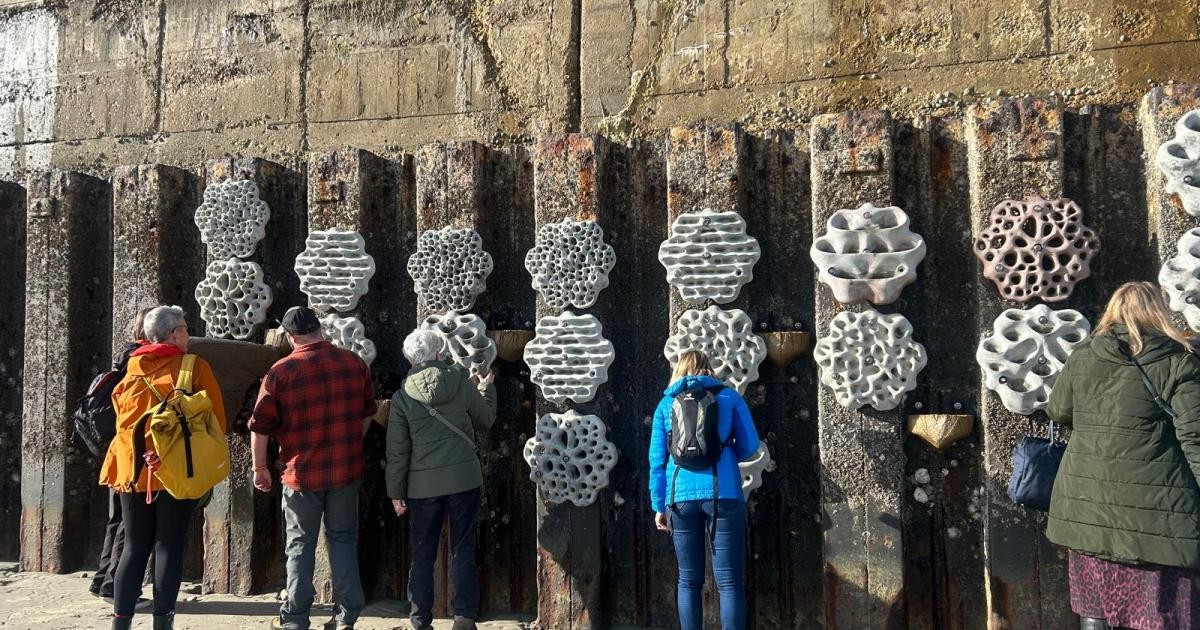 Největší živá nábřežní zeď ve Velké Británii byla slavnostně otevřena