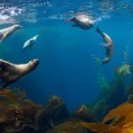 Nové dohody chrání vysoké moře a jeho biodiverzitu