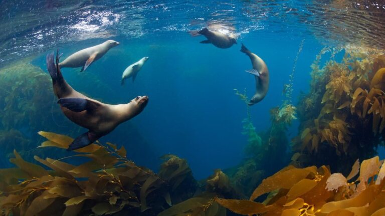 Nové dohody chrání vysoké moře a jeho biodiverzitu