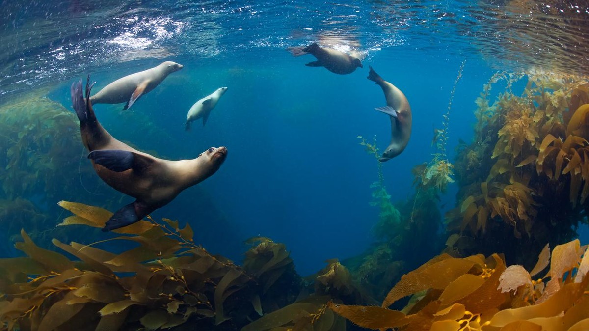 Nové dohody chrání vysoké moře a jeho biodiverzitu
