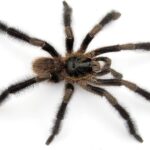 Nový Objev: Neznámá Mygala Trichopelma grande na Kubě