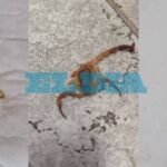 Obavy z výskytu "mladých" škorpionů v La Platě