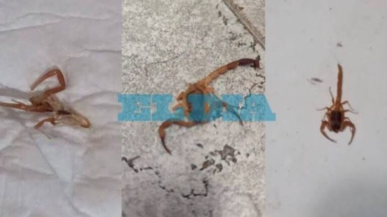 Obavy z výskytu "mladých" škorpionů v La Platě