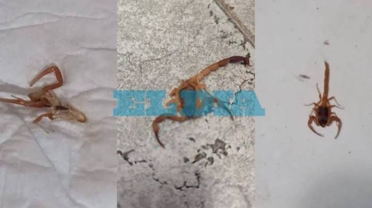 Obavy z výskytu "mladých" škorpionů v La Platě