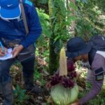 Objev endemického květu titanových květin ve West Sumatra