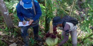 Objev endemického květu titanových květin ve West Sumatra