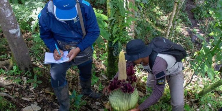 Objev endemického květu titanových květin ve West Sumatra