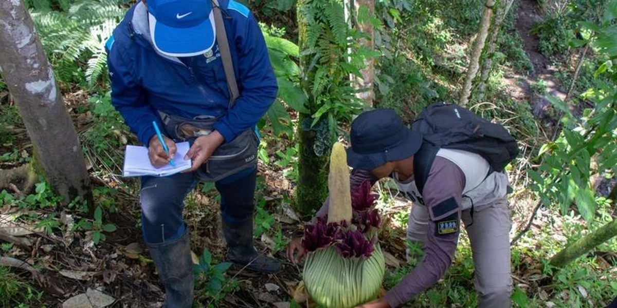 Objev endemického květu titanových květin ve West Sumatra