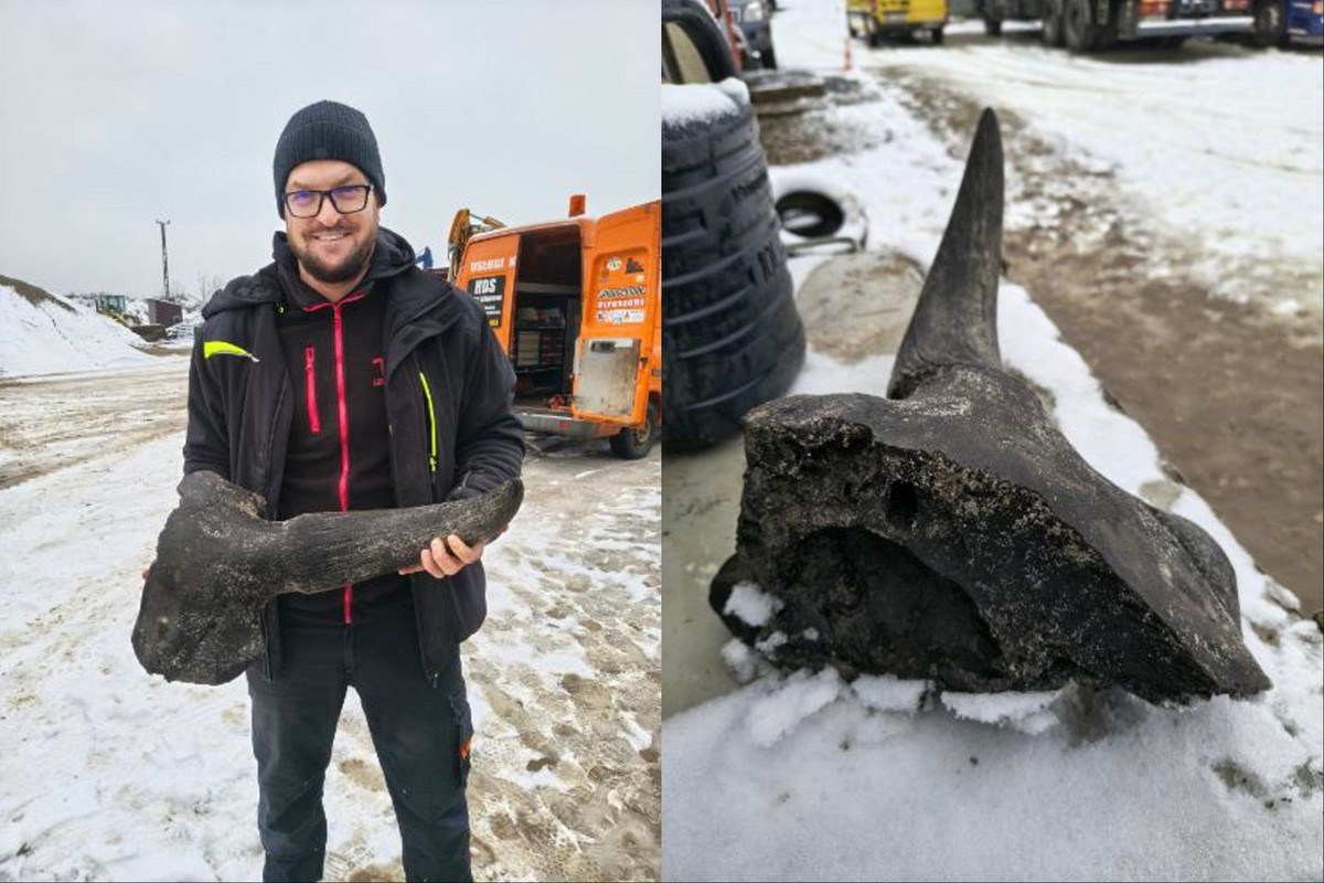 Objev fosilie stepního bizona v Polsku