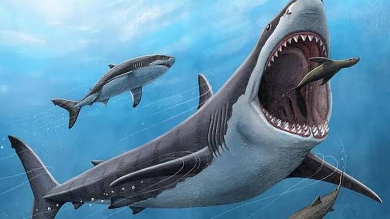 Objev obřích mořských živočichů v Austrálii posouvá evoluční časovou osu