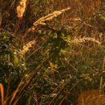 Odborníci varují před nezvyklými pavouky, kteří se šíří do nového území v USA: 'Invazivní druh'