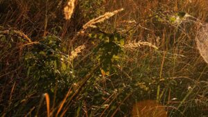 Odborníci varují před nezvyklými pavouky, kteří se šíří do nového území v USA: 'Invazivní druh'