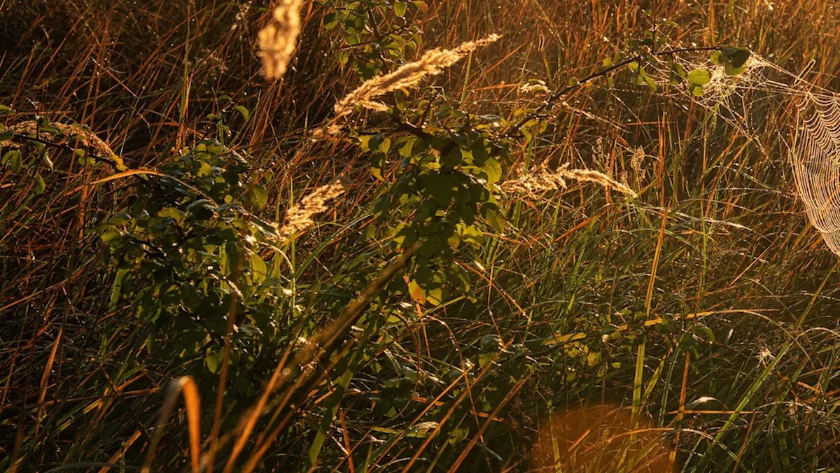 Odborníci varují před nezvyklými pavouky, kteří se šíří do nového území v USA: 'Invazivní druh'