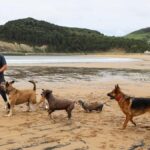 Ornitologové požadují zákaz volně puštěných psů na plážích a poblíž ústí řeky Urdaibai