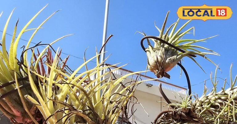 Pěstování vzdušných rostlin v Bármere: Nový trend pro suché oblasti