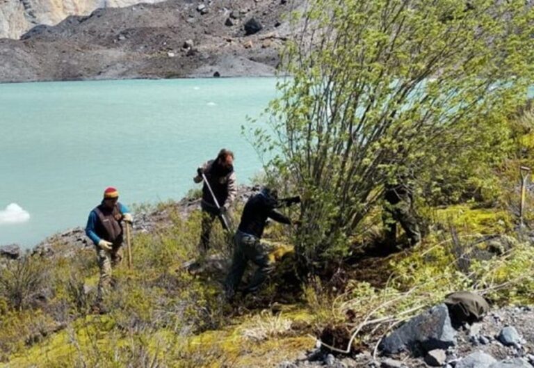 Pokrok invazivního druhu: odstranění vrb pro ochranu povodí řeky Manso a péči o místní lesy v Bariloche