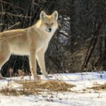 Prairie Wolves: Lifelong Partnerships and Mourning Lost Companions