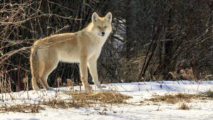 Prairie Wolves: Lifelong Partnerships and Mourning Lost Companions
