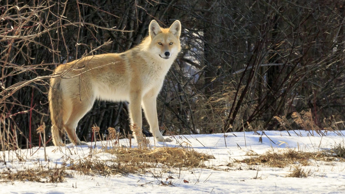 Prairie Wolves: Lifelong Partnerships and Mourning Lost Companions