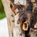 Právní uznání domorodých včel bez žihadla v Peru