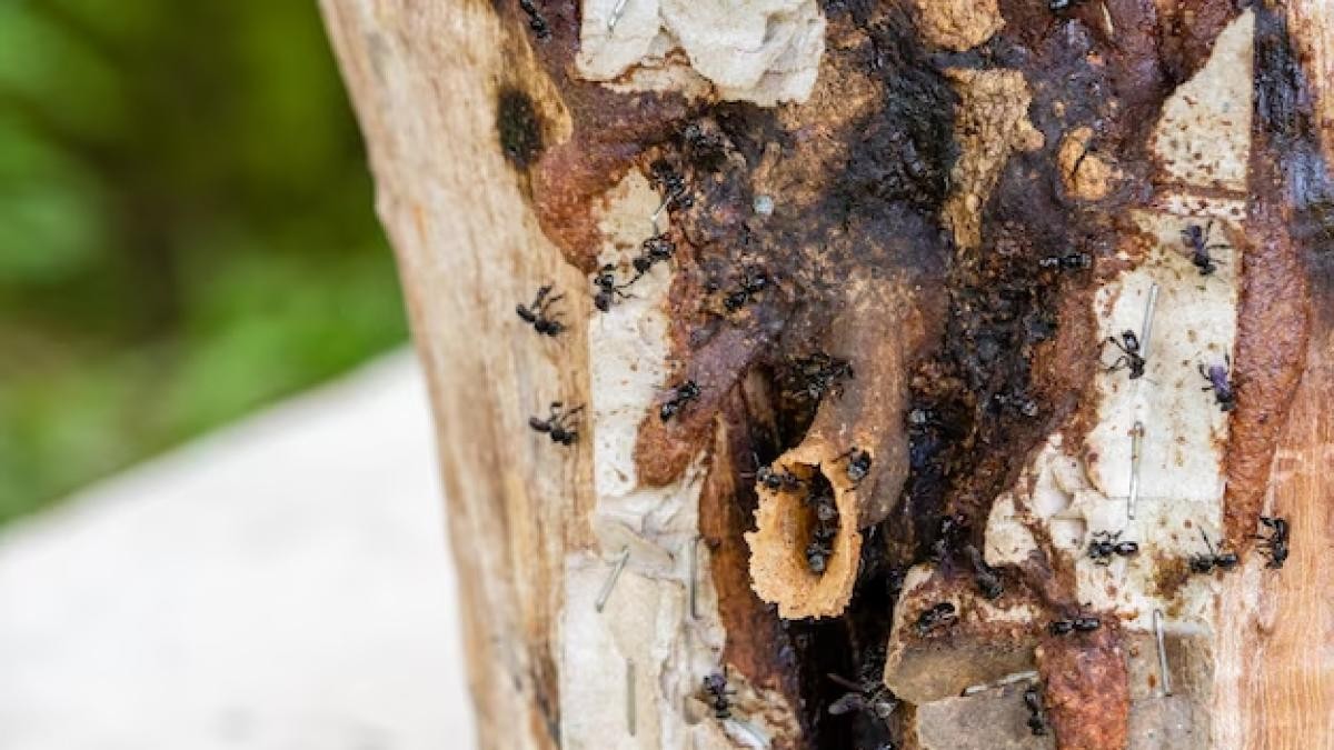 Právní uznání domorodých včel bez žihadla v Peru