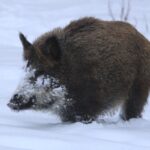 Přednášky o divokém praseti a veverce v Přírodovědeckém spolku – 12. ledna