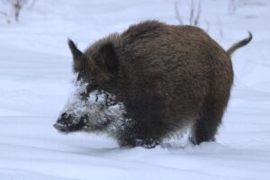 Přednášky o divokém praseti a veverce v Přírodovědeckém spolku – 12. ledna