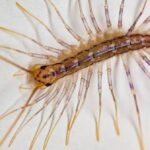 Představujeme domácí stonožku: varování a výhody