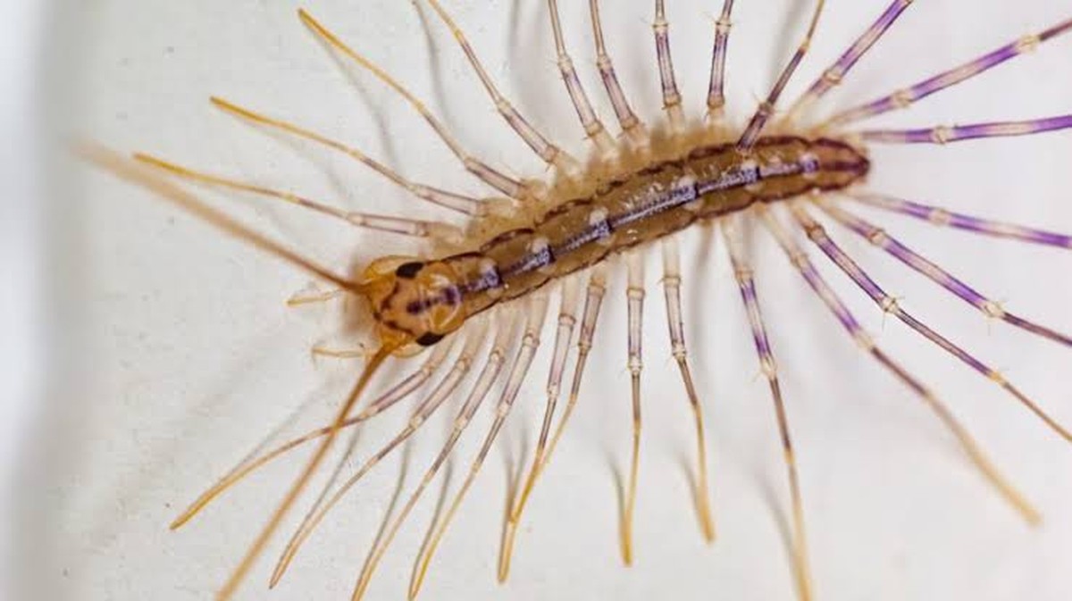 Představujeme domácí stonožku: varování a výhody