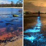 Přirozená výskyt řasové květenství v Tasmánii