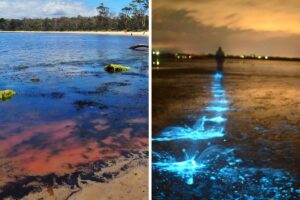 Přirozená výskyt řasové květenství v Tasmánii