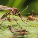 První výskyt komárů v historii Islandu: Signál změny klimatu