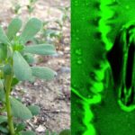 První živé video ukazující, jak rostliny dýchají