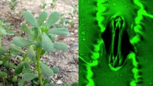 První živé video ukazující, jak rostliny dýchají