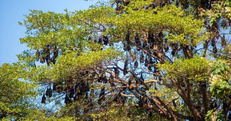 Rizika spojená s velkým výskytem ovocných netopýrů v Pattaya–Naklua