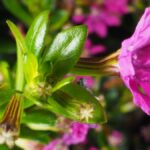 Rostlina kvetoucí po celý rok: Cufea, krásná a nenáročná na údržbu