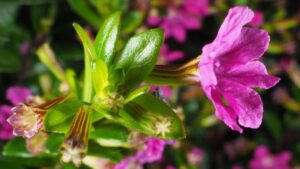 Rostlina kvetoucí po celý rok: Cufea, krásná a nenáročná na údržbu