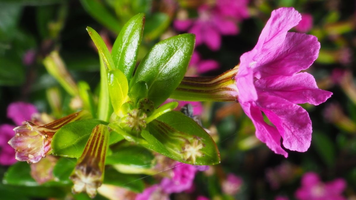 Rostlina kvetoucí po celý rok: Cufea, krásná a nenáročná na údržbu