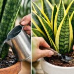 Rozdíly mezi šípem svatého Jiří a šípem svaté Barbory