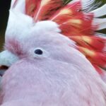 Růžové zvířata a jejich výjimečnost