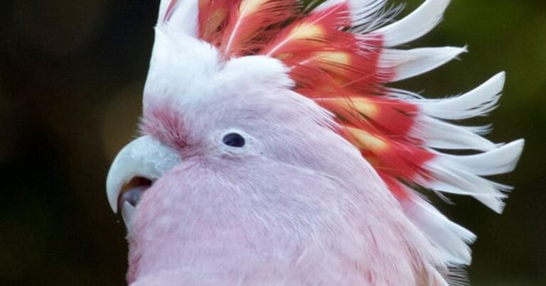 Růžové zvířata a jejich výjimečnost