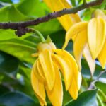 Rychle rostoucí strom ylang-ylang, který voní a zdobí zahradu