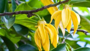 Rychle rostoucí strom ylang-ylang, který voní a zdobí zahradu