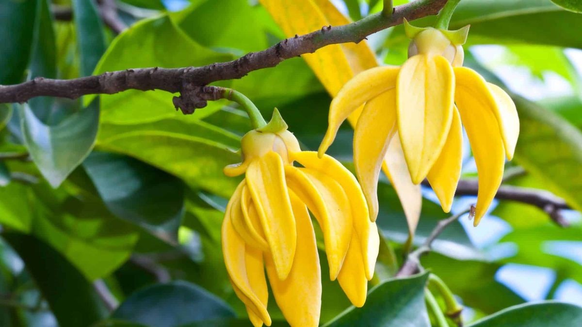 Rychle rostoucí strom ylang-ylang, který voní a zdobí zahradu