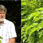 Šilkmedžiai: Populiarumas ir Sveikata