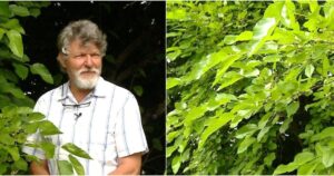 Šilkmedžiai: Populiarumas ir Sveikata