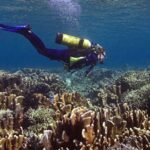 Stav světových korálových útesů: alarmující zpráva o ohrožení